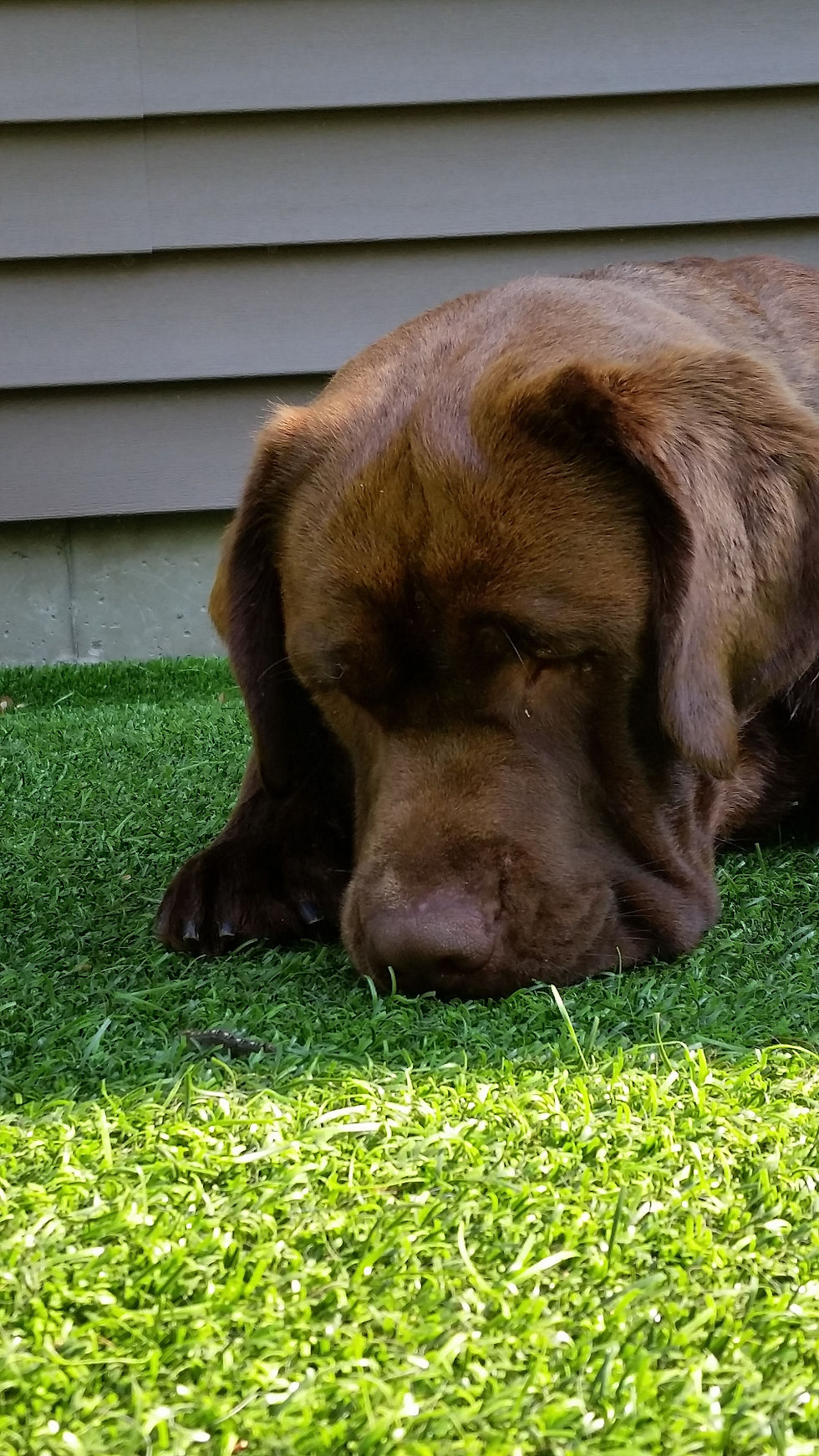 Lab trying to make a new friend
