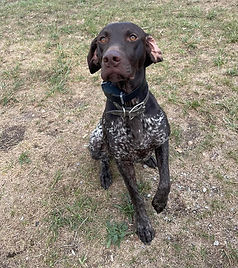 K9 Ducky Bennington PD NE 30x30 Fundraising 1 cropped.jpg