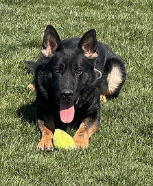 K9 Bullet MorganCSO2a.jpeg