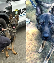 Puyallup K9s K9 Dexter and K9 Cal_edited.jpg