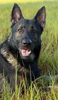 K9 Atlas Cocke CSO TN 2.png