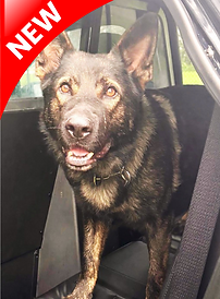 K9 Dino St Gabriel PD LA (1).png