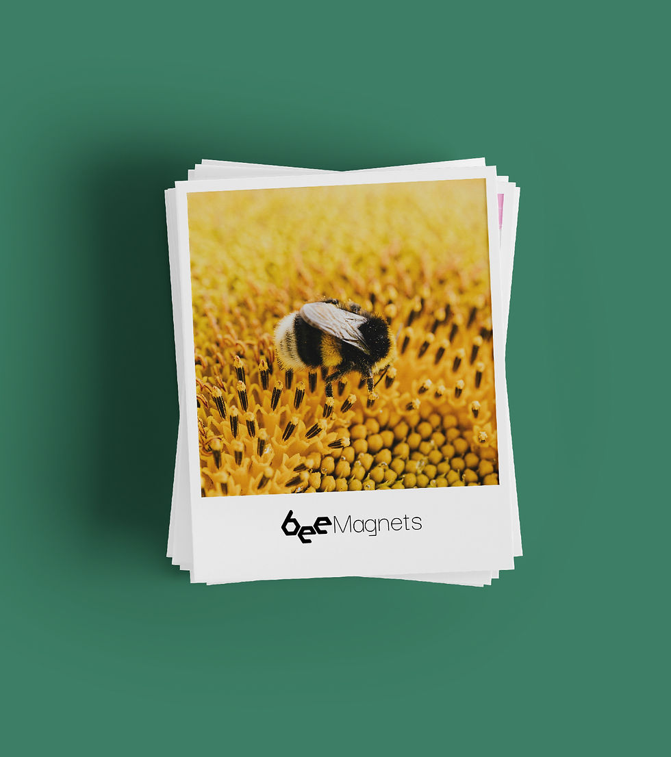 Bee Magnest - Brand identity -08_edited.jpg