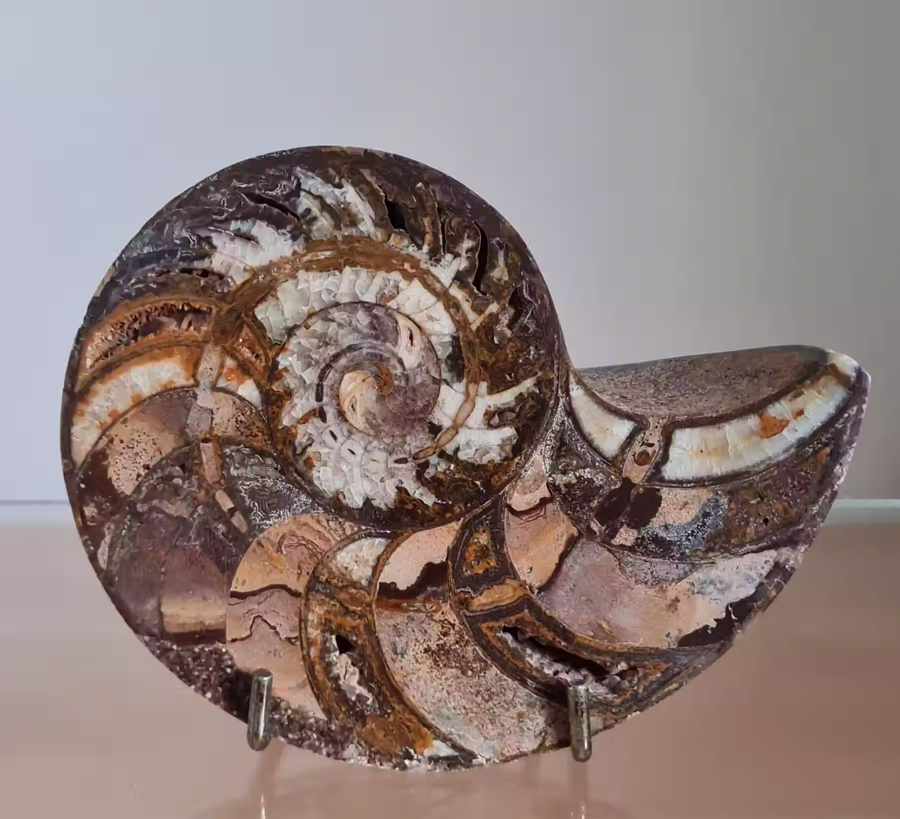 Nautilus with Calcite fossil ~ Madagascar