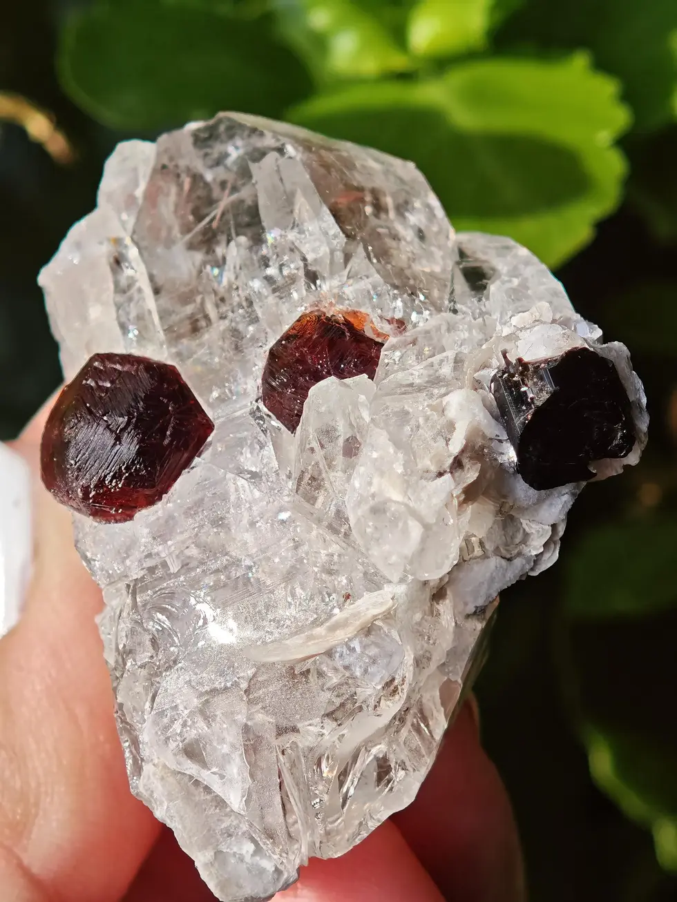 Thumbnail: Garnets on Quartz, Muscovite and Tourmaline ~ Skardu, Pakistan