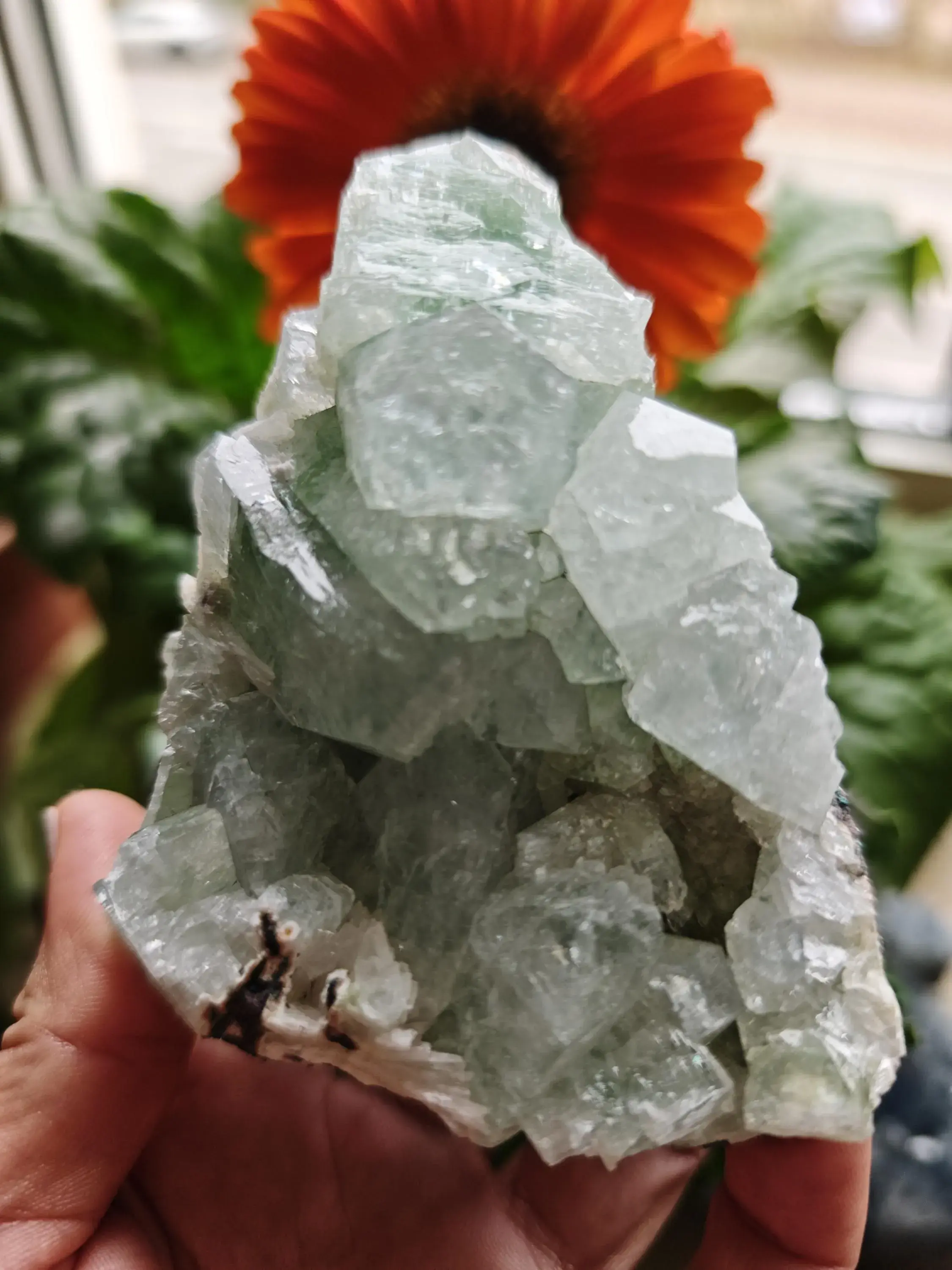 Bunch of green Apophyllite crystals~ Poona, India.