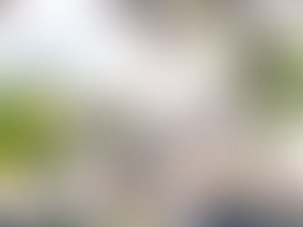                                      ABRICOTIER - Prunus armeniaca