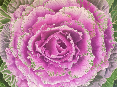 Ornamental Cabbage in Colored Pencil