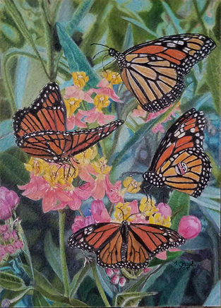 Monarch Butterflies in Colored Pencil