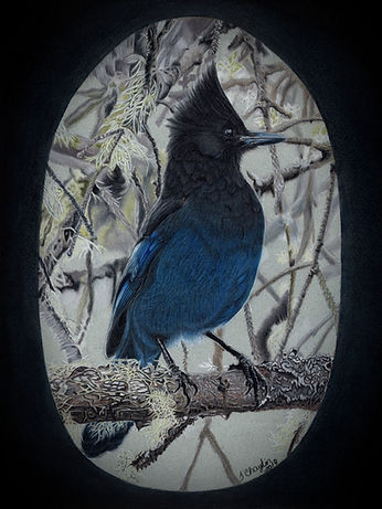 Blue Jay in Colored Pencil