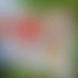 compressedImage (34)