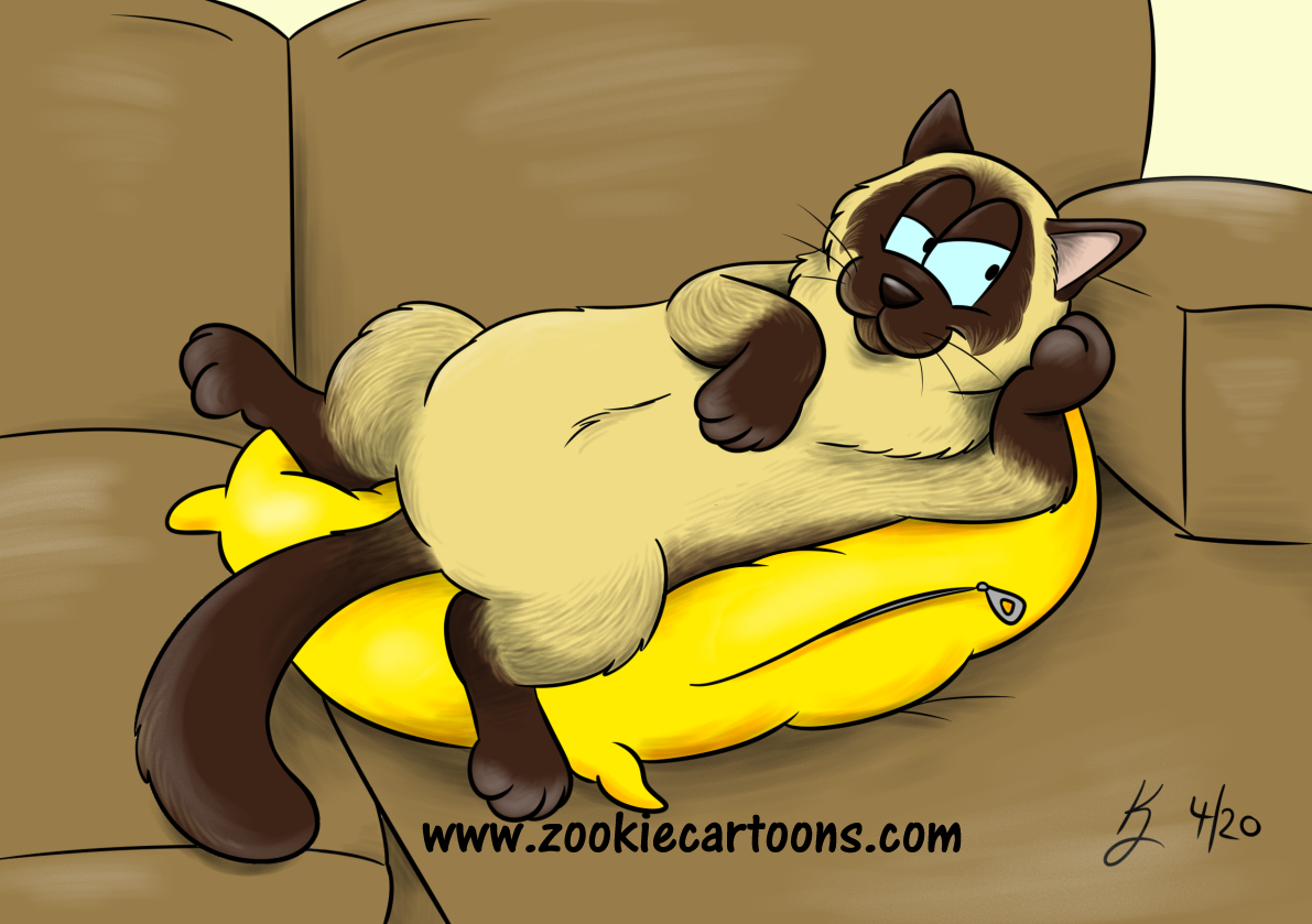 Bobby the Ragdoll Cat