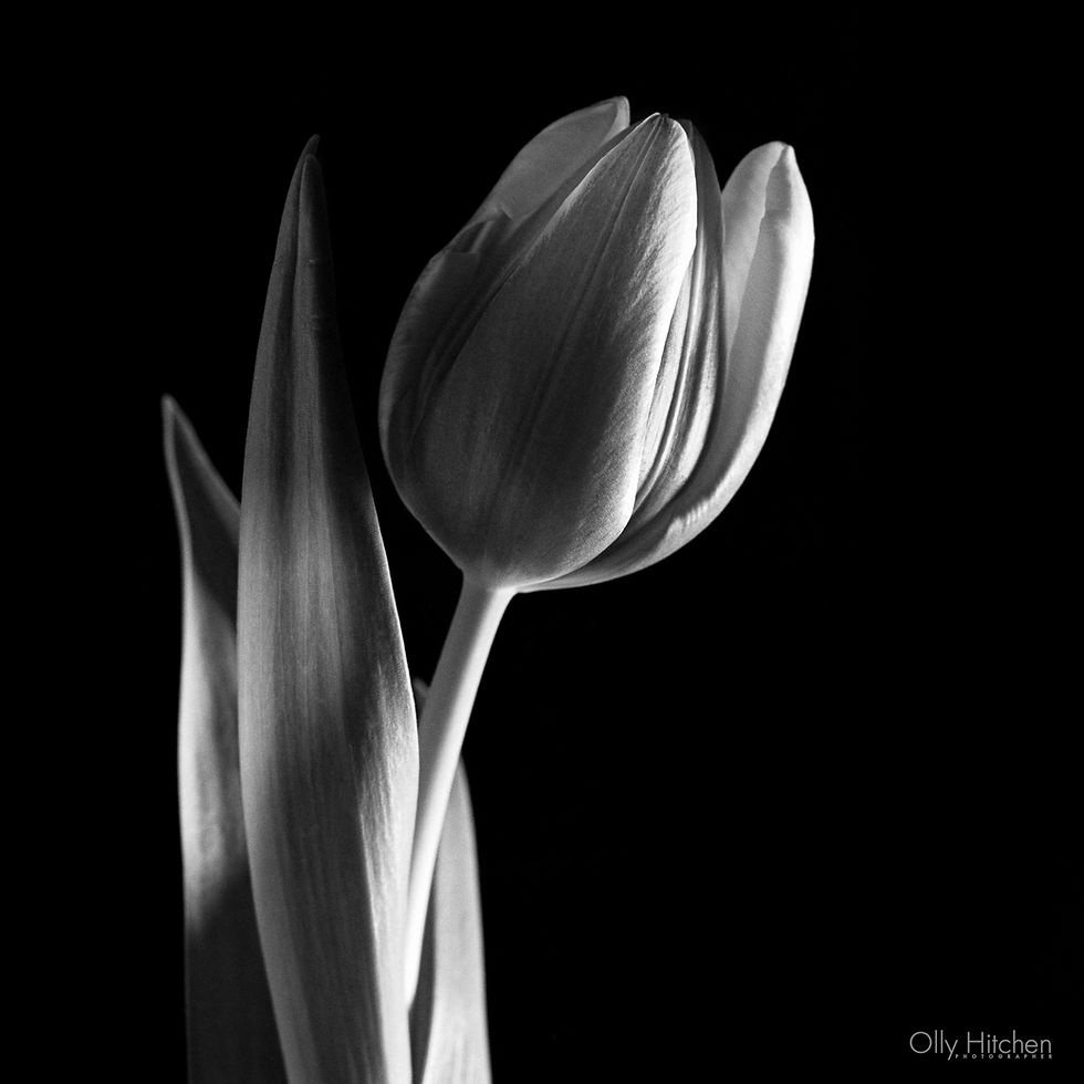 A black and white photo of a tulip, taken in a Bronica SQ-Ai on Ilford HP5+ film, and developed with 510 Pyro in the AGO Film Processor