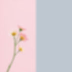 May color pallete .jpg