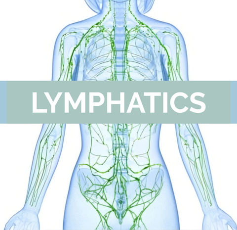 A picture of the lymphatic system that keeps the body's fluids balanced. Manual Lymph Drainage helps the body to efficiently clean and balance hormones.