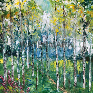 Silver birch Copse Trees