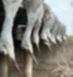 Sandhill Crane Bridge