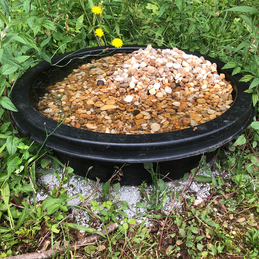A basin filled with stones and water sits acts a watering station for honey bees.