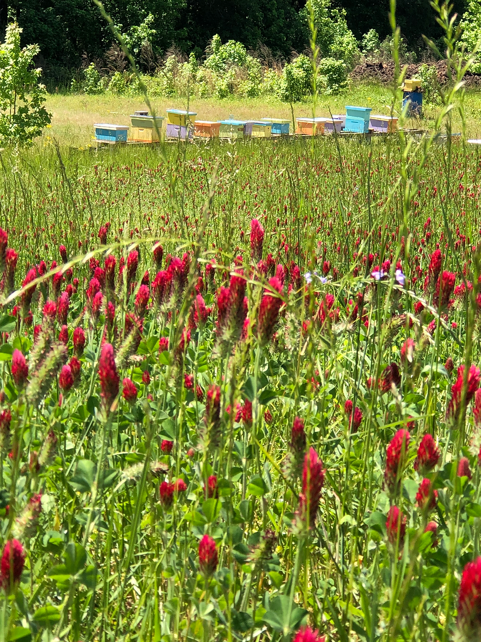 Bee hives with colorful bee friendly crimson clover in foreground.