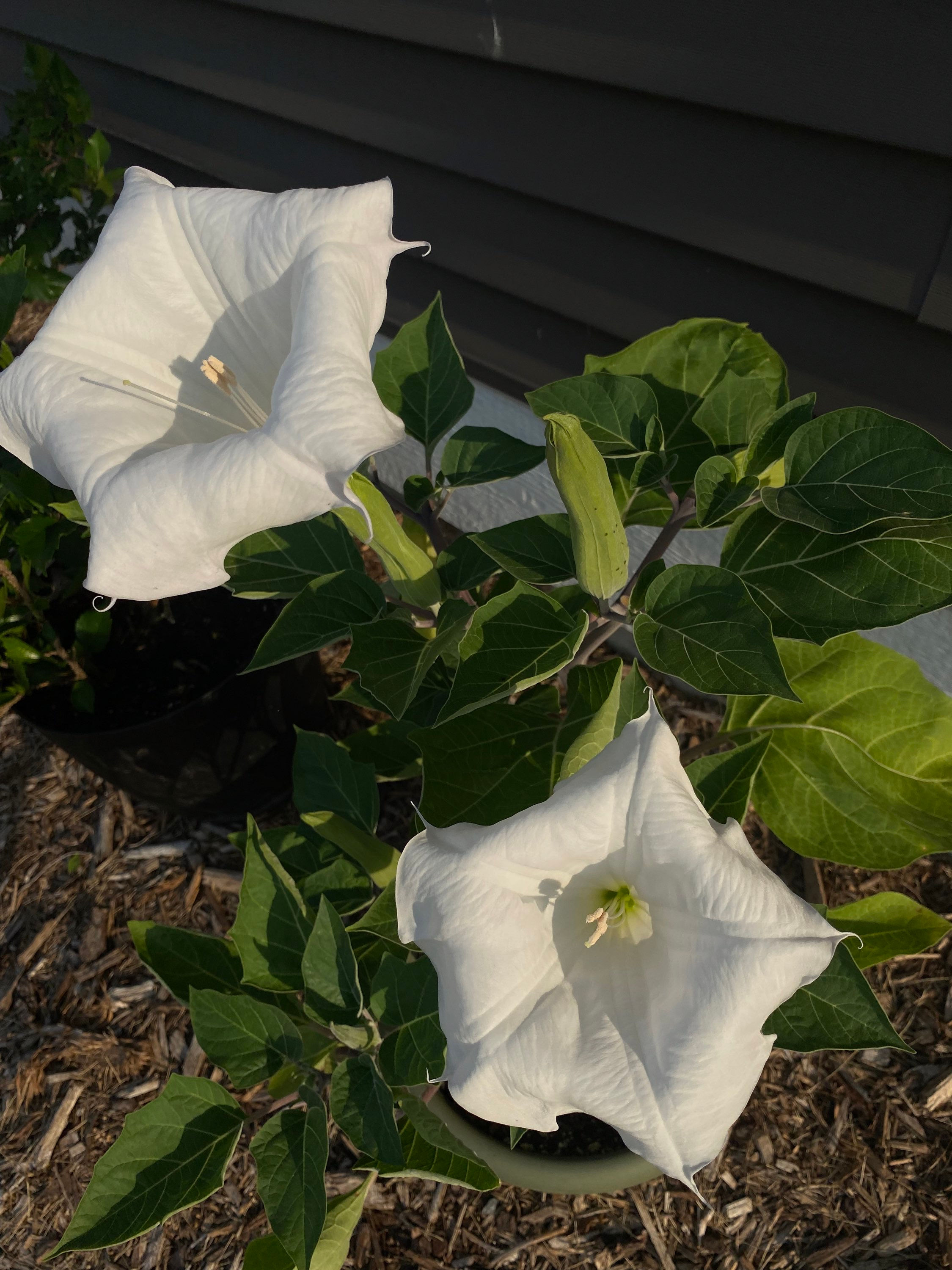 Pre-Order for Mid to Late June Moon Flower Starter Plants in 6”-10” pot