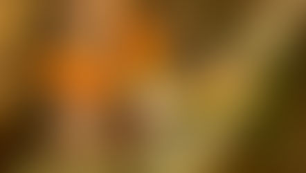 Learn more about our locally-grown Bird of Paradise Flowers