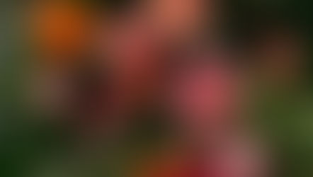 Small Business West Michigan Wedding Florist