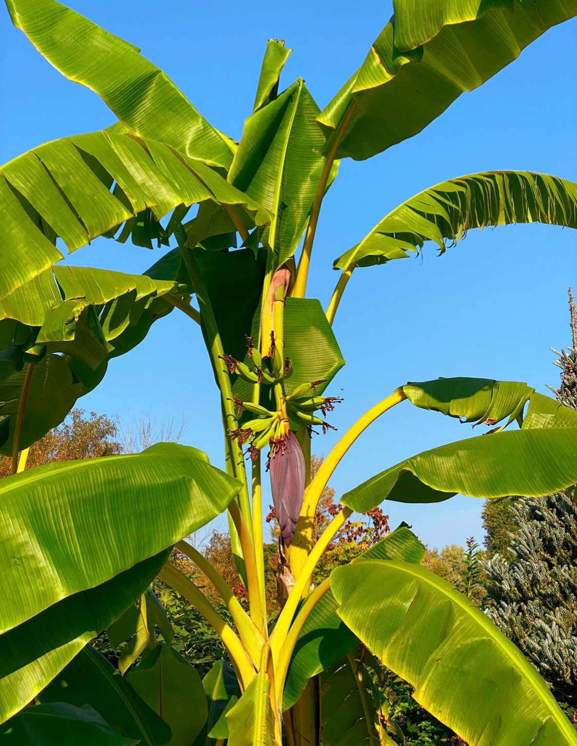 Pre Order for June Large Banana Tree Plants & Bulbs- Hudsonville Pick up