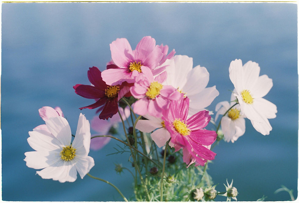 Thumbnail: Cosmos