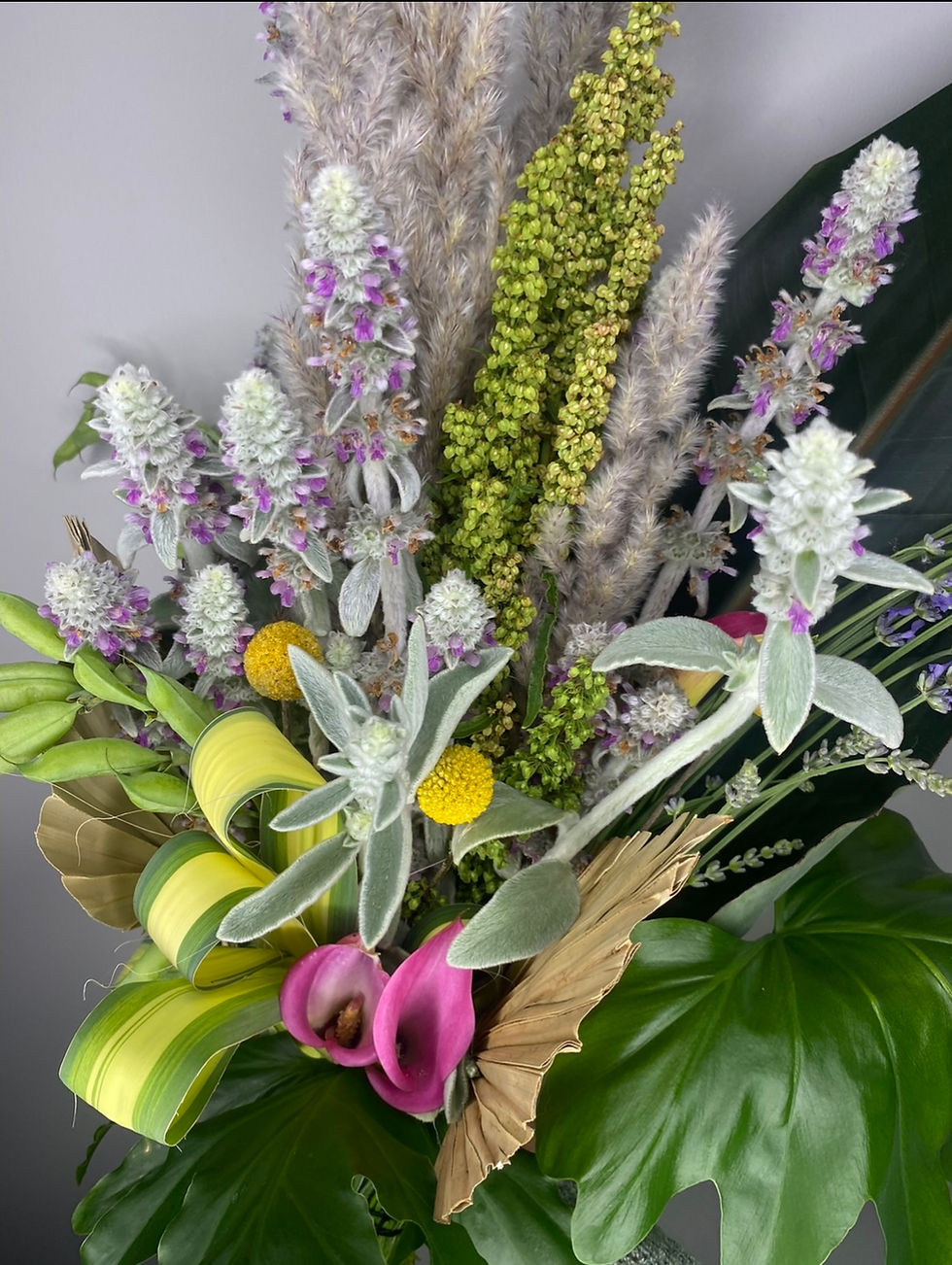 Thumbnail: Late May or June Pick Up Locally Grown Lambs Ear Plant in a 4-6” nursery pot