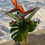 Thumbnail: Valentine's Day Designed Vase Arrangement