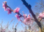 Fleurs de Pêche
