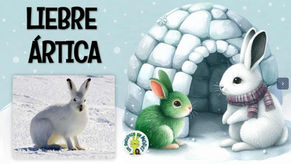 P3: Liebre Ártica