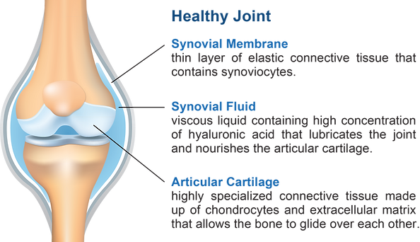 Hyaluflex | Joint Health
