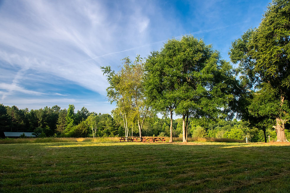 Mindfulness with the Meadow