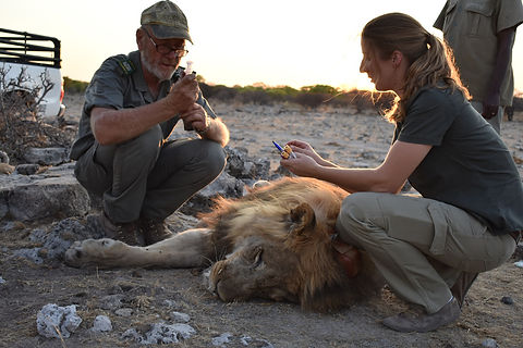 Taking blood samples during lion collari