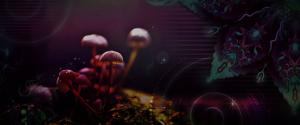 Cogumelos Mágicos a Venda, Venda Psilocybe Cubencis, Venda de Cogumelos Mágicos On-Line