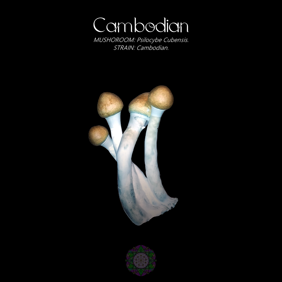 comprar psilocybe cubensis, comprar cogumelos magicos