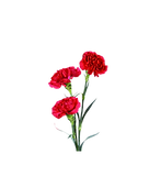 Untitled design (68).png