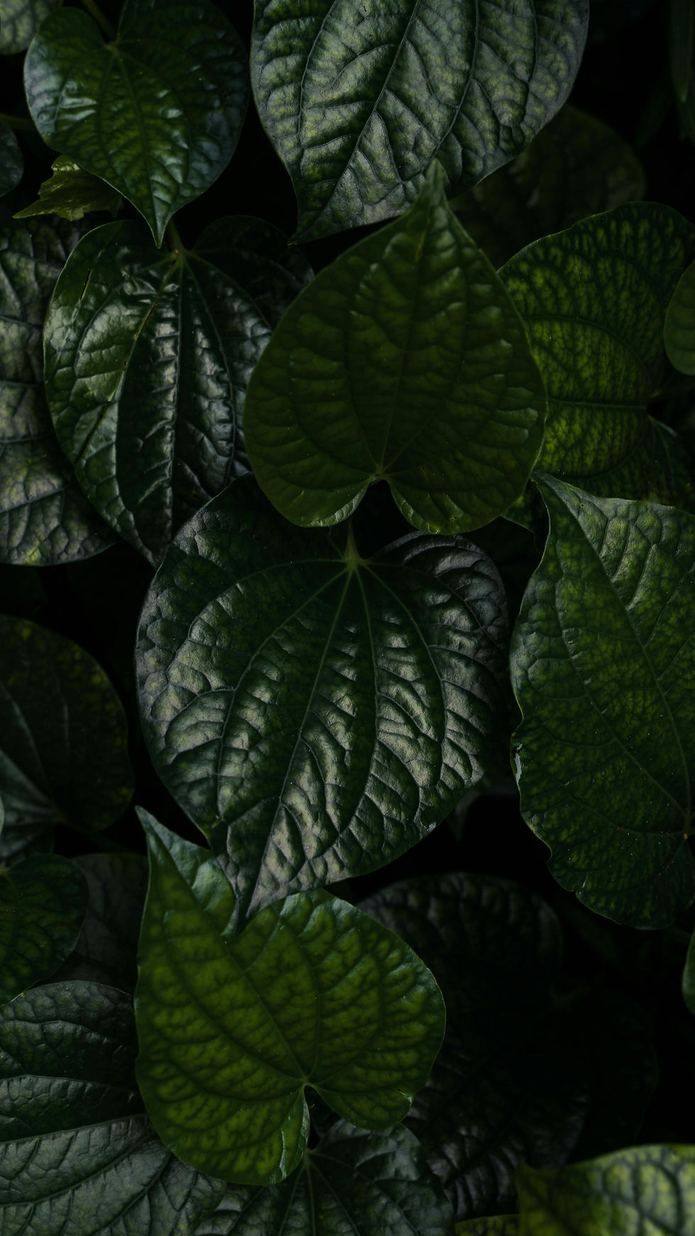 pexels-erychist-12297333.jpg