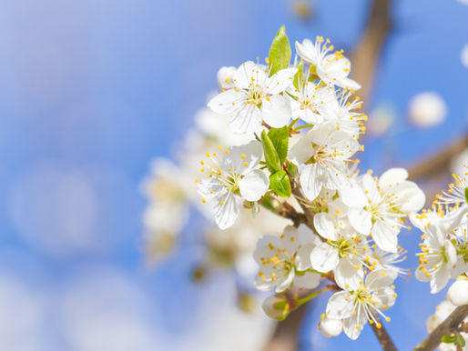Spring flowers