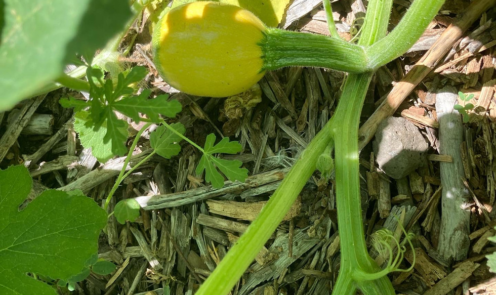 Home Heckmann Hollow, Pick Your Own, Fowler CO