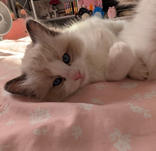 ragdoll breeders utah