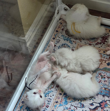 ragdoll kittens utah