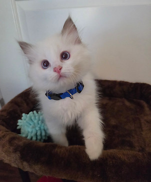 ragdoll breeders utah
