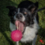 Chilie and her Ball