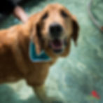 Dog in Fountain
