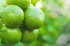 Citrus notes