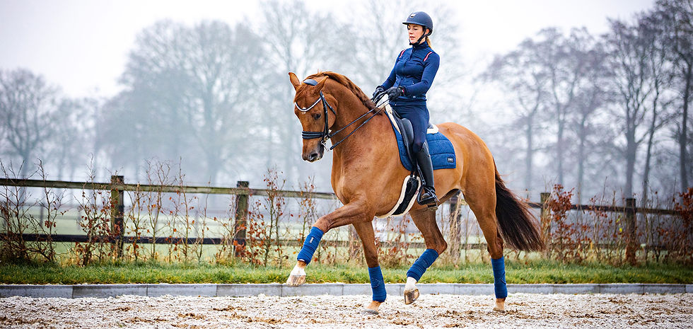 Dressuurpaard in draf