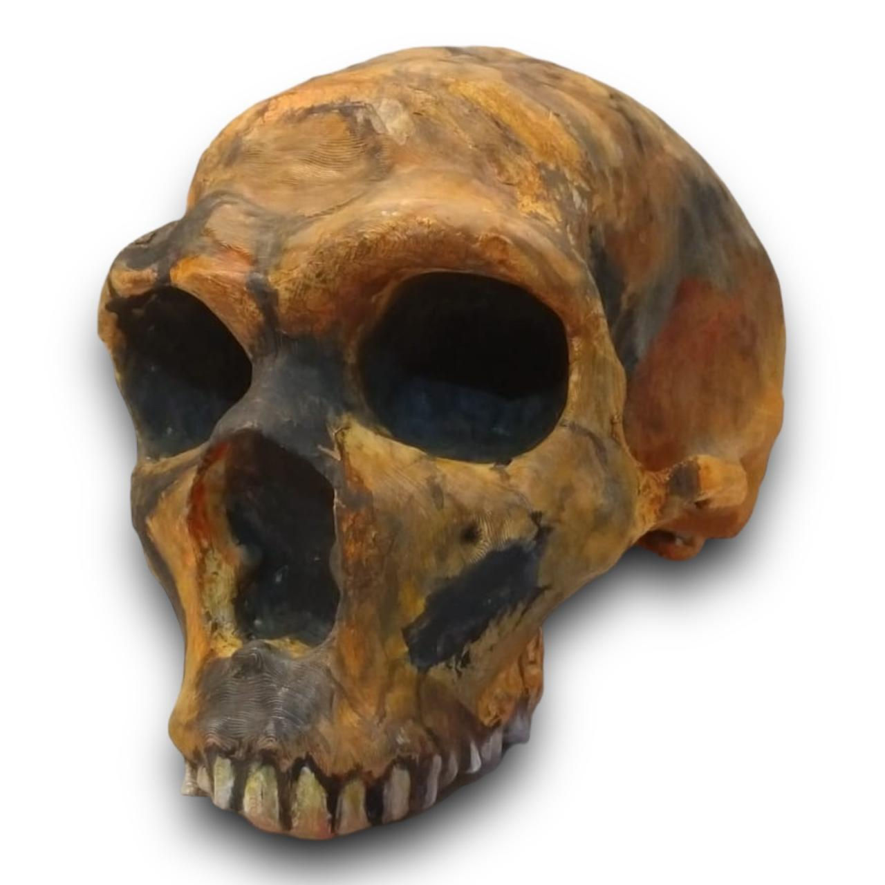 Crânio de Homem de Neandertal (escala 1:1)