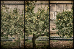 LIMONERO SUBRREALISTA.